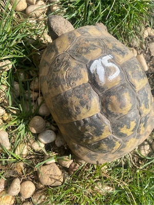 landschildkröte thb dame 