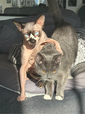    Wurfankündigung   BKH   Sphynx Kitten suchen bald ihr Zuhause   