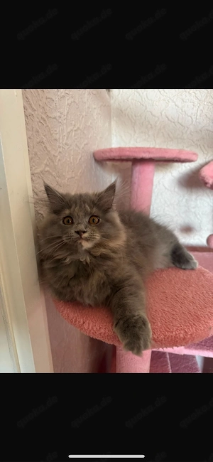 maine coon perser mix kätchen 4 moante 