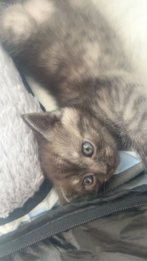    Wunderschöne BKH-Kitten suchen liebevolles Zuhause   