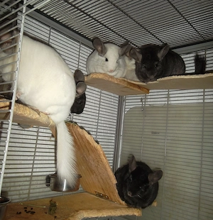7 Chinchillas  zu verkaufen