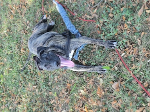 Hund abzugeben aus zeitlichen Gründen  Bild 2