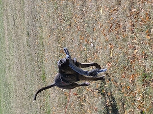 Hund abzugeben aus zeitlichen Gründen  Bild 5