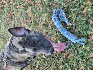 Hund abzugeben aus zeitlichen Gründen  Bild 3