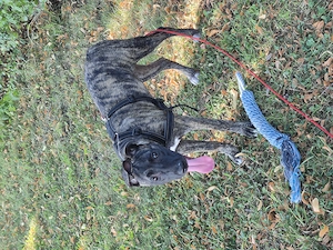 Hund abzugeben aus zeitlichen Gründen  Bild 4