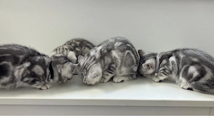 BKH Kitten Britisch Kurzhaar Black Silver Tabby 