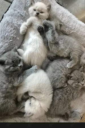 Reinrassige britisch kurzhaar Kitten 