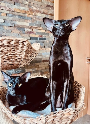 orientalische Kurzhaarkatze OKH in Einzelhaltung Bild 2