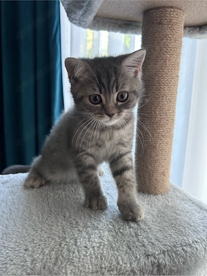 BKH Kitten