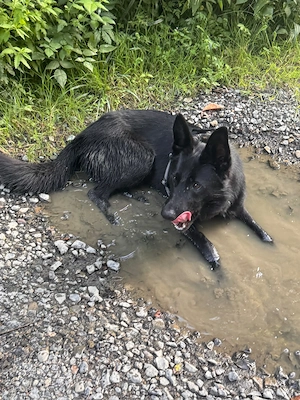 BESUCHBAR IN EMMERTHAL superlieb Schäferhund Collie Rüde 13Mon 25kg 50cm   