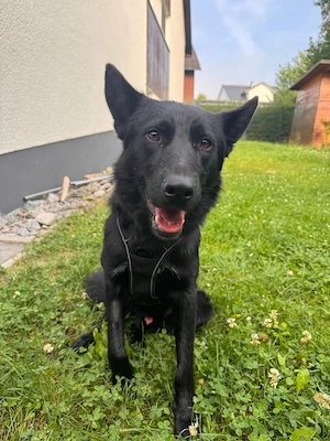 IN DEUTSCHLAND Collie Schäferhund Mix Rüde 13Mon 25kg 50cm  