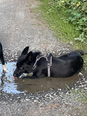 BESUCHBAR IN D superlieber Schäferhund Collie Rüde 14Mon 25kg 50cm   