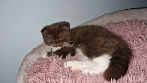 ab sofort bkh ragdoll mix junge sucht