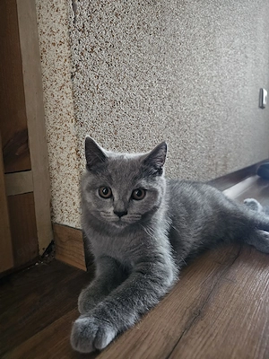 BKH-Kitten (Abgabebereit)