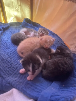 babykatzen