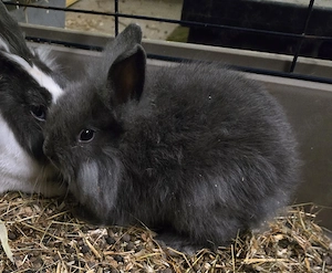 Baby Zwergkaninchen und Löwenköpfchen 