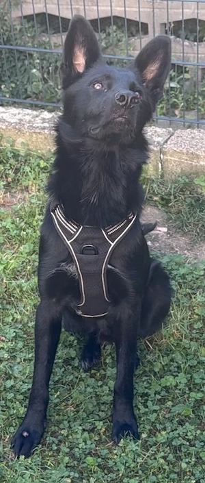 IN DEUTSCHLAND Collie Schäferhund Mix Rüde 13Mon 25kg 50cm  