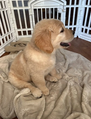   Golden-Retriever-Rüde sucht ein liebevolles Zuhause für immer