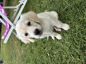 Golden Retriever Welpe