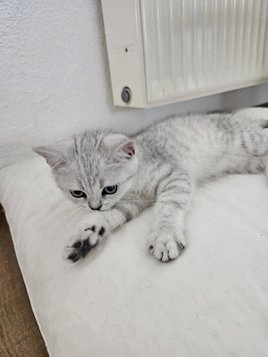 BKH Kitten (Abgabebereit)