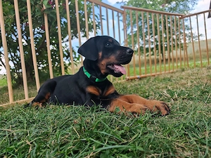 Dobermann Rüden Welpe 