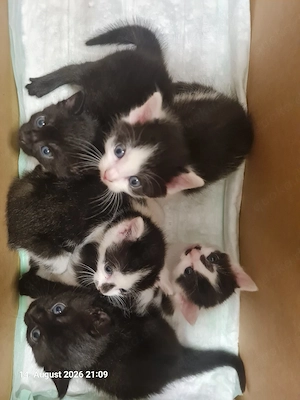 kitten Katzenbaby