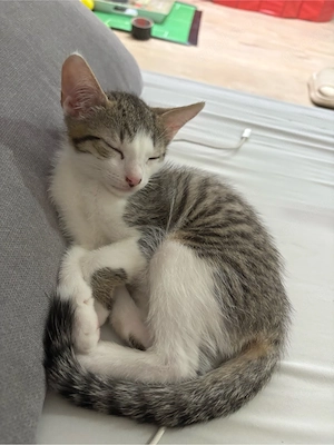 baby kitten suchen zuhause