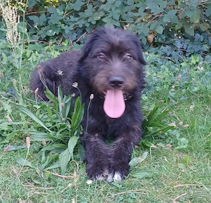 Alba, sucht Happy-Home 