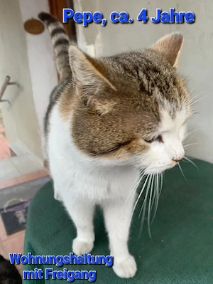 Pepe, ca. 4 Jahre sucht neues Zuhause. 