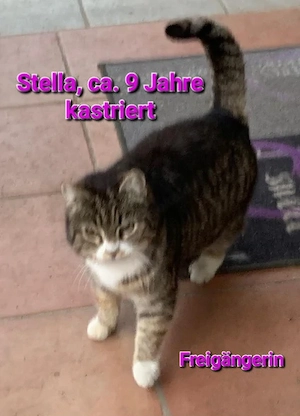 Stella, ca. 9 Jahre, sucht neues Zuhause 