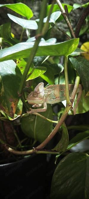Jemenchamäleon männlich (optional mit Terrarium)