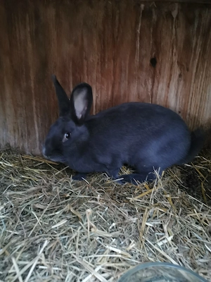 Kaninchen, Blaue Wiener 
