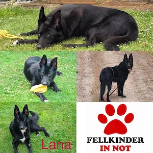 Dringend neues zuhause für Schäferhündin Lana gesucht