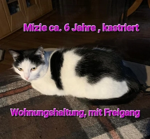 Mizie, ca. 4 Jahre, sucht neues Zuhause 