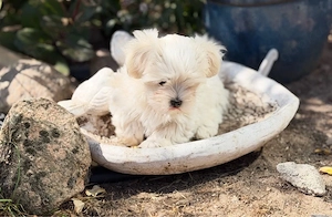 kleinbleibende Maltipoo Welpen 