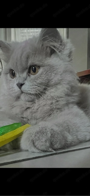 baby kater Britisch Langhaar