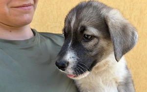 Zuhause gesucht für Rosie Bild 3