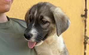 Zuhause gesucht für Rosie Bild 6
