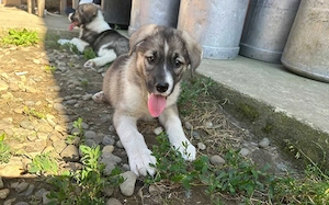 Zuhause gesucht für Rosie Bild 2