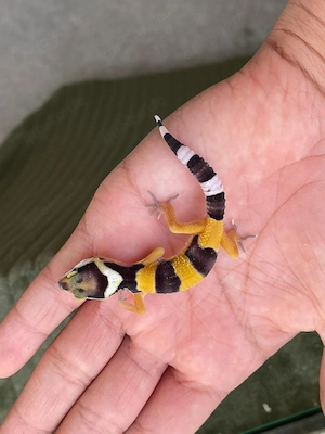 0.1 wunderschöne Leopardgecko Jungtiere aus 2026 super als Haustier geeignet