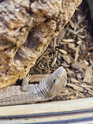 Steppenwaran  varanus exanthematicus 