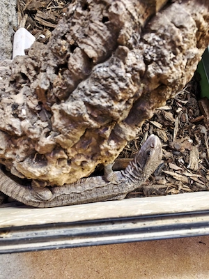 Steppenwaran  varanus exanthematicus 