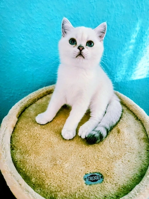 Britisch kurzhaar Kitten,abholbereit 