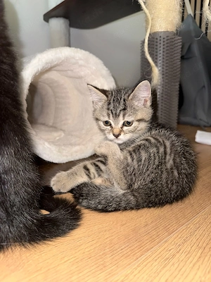 Zwei zuckersüßen BKH (Weibchen) kitten !!