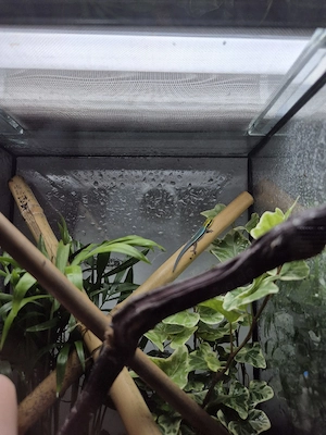 phelsuma klemmeri 0.0.1 