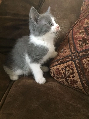 Baby Katze 