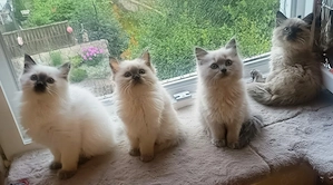 Wunderschöne Reinrassige Ragdoll-Kitten suchen ein liebevolles Zuhause!