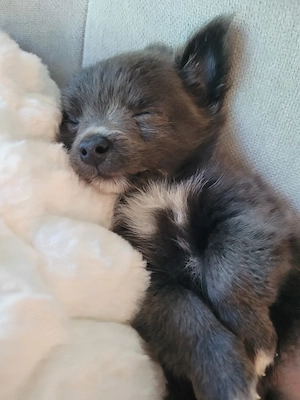 Chihuahua Welpe Rüde sucht liebevolles Zuhause
