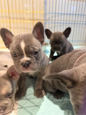 Wunderschöne gesunde französische Bulldoggen suchen Sofaplatz