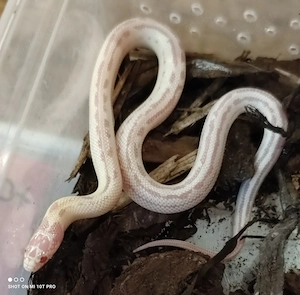 Lampropeltis species